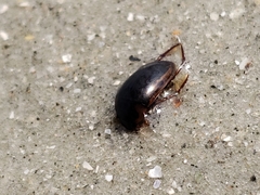 Tropisternus collaris