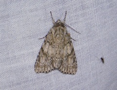 Acronicta rubricoma
