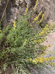 Anthyllis cytisoides