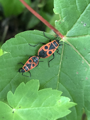 Pyrrhocoris apterus