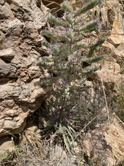 Echium albicans