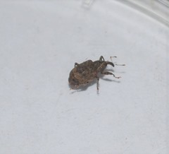 Conotrachelus seniculus