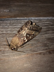 Oxycanus