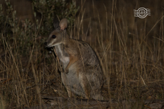 Notamacropus eugenii