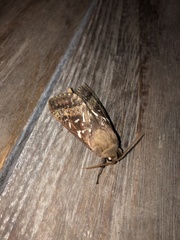 Oxycanus