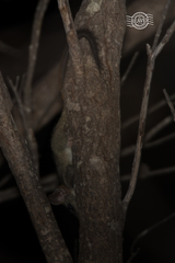 Phascogale calura