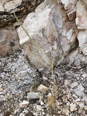 Reseda barrelieri