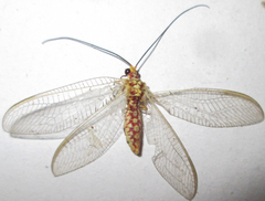 Italochrysa