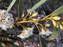 Eucalyptus calycogona