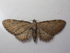 Eupithecia assimilata