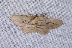Glena plumosaria