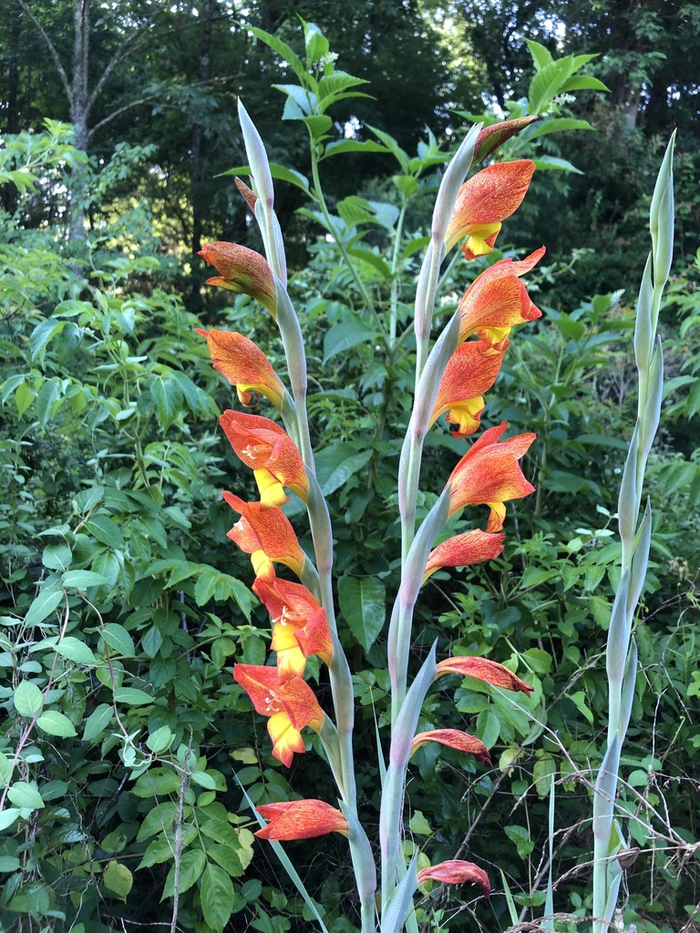 Dragon'shead Lily from S County Road 75, Pansey, AL, US on May 26