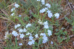 Eritrichium alpinum