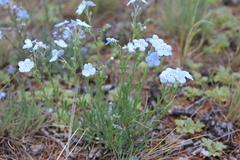 Eritrichium alpinum