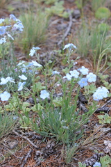 Eritrichium alpinum