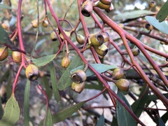 Eucalyptus calycogona