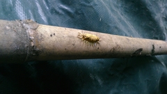 Zygaenoidea