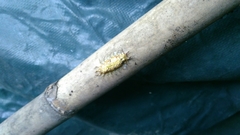 Zygaenoidea