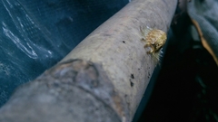 Zygaenoidea