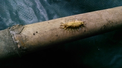 Zygaenoidea