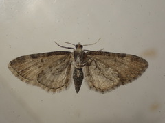 Eupithecia assimilata