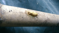 Zygaenoidea