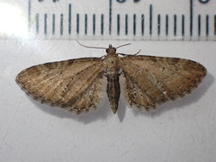 Eupithecia assimilata