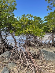 Rhizophora apiculata