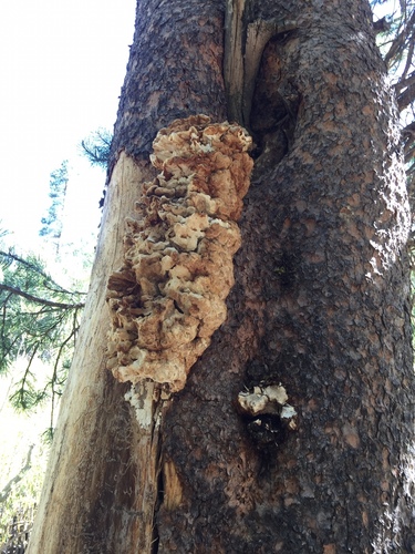 iNaturalist observation photo of Conifer Chicken of the Woods