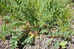 Astragalus schanginianus