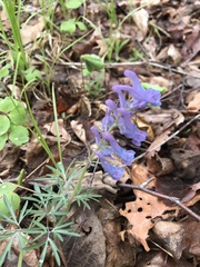 Corydalis turtschaninovii