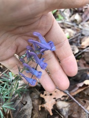 Corydalis turtschaninovii