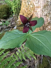 Trillium sulcatum