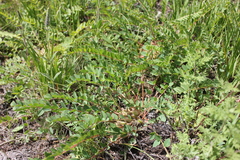 Astragalus schanginianus