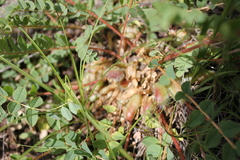 Astragalus schanginianus