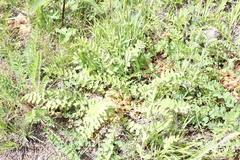 Astragalus schanginianus