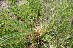 Astragalus schanginianus