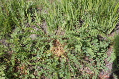Astragalus schanginianus