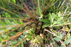 Astragalus schanginianus