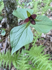 Trillium sulcatum