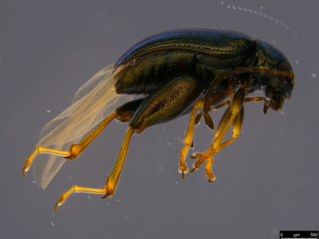 Longitarsus echii from Aranda, ACT, Australia on May 21, 2021 at 1200