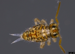 Sminthuridae