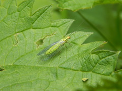 Hypochrysa elegans