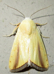 Pardoxia graellsii