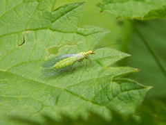 Hypochrysa elegans
