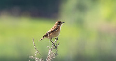 Saxicola rubetra