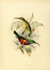 Johanna's Sunbird photo 4