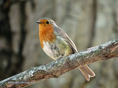 Erithacus rubecula