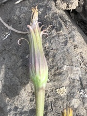 Microseris nutans