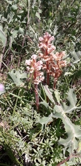 Orobanche amethystea amethystea
